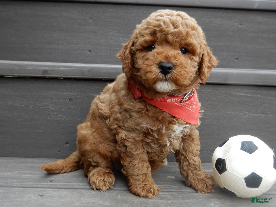 Mini Goldendoodle dogs for sale: Blake - Ad 3