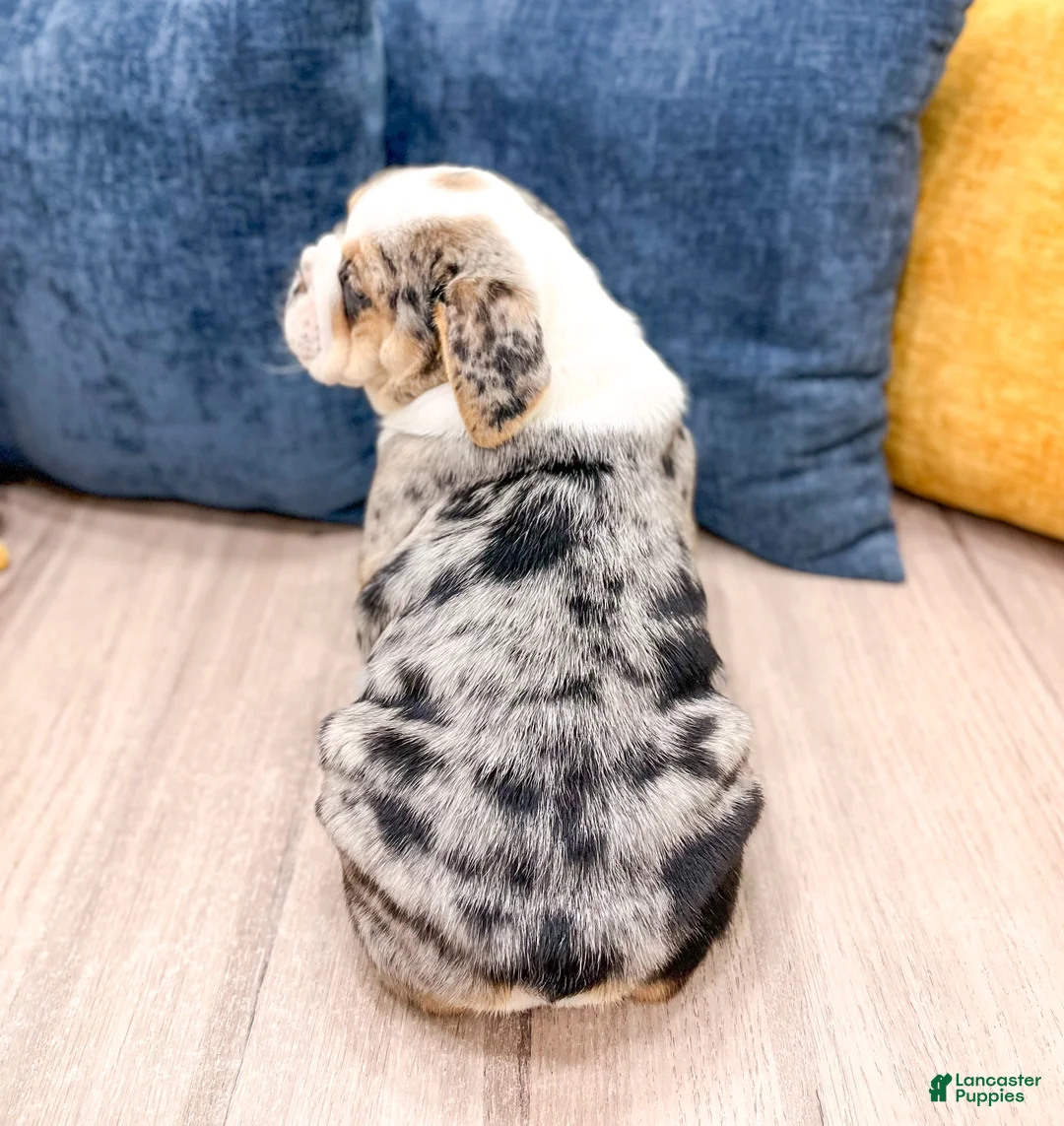 Beabull dogs for sale: Poppy - Ad 5