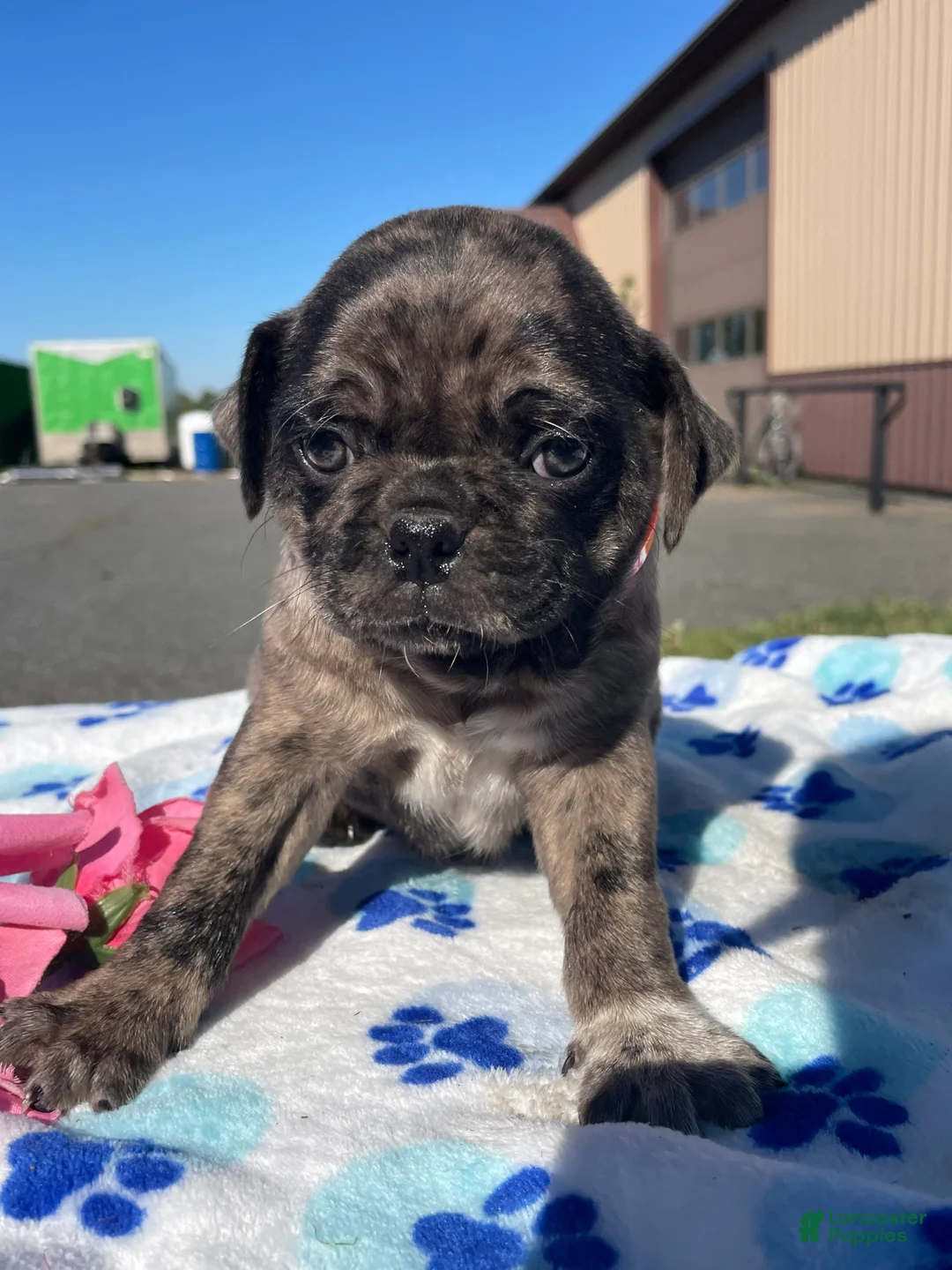 Pug dogs for sale: Lucky - Ad 4