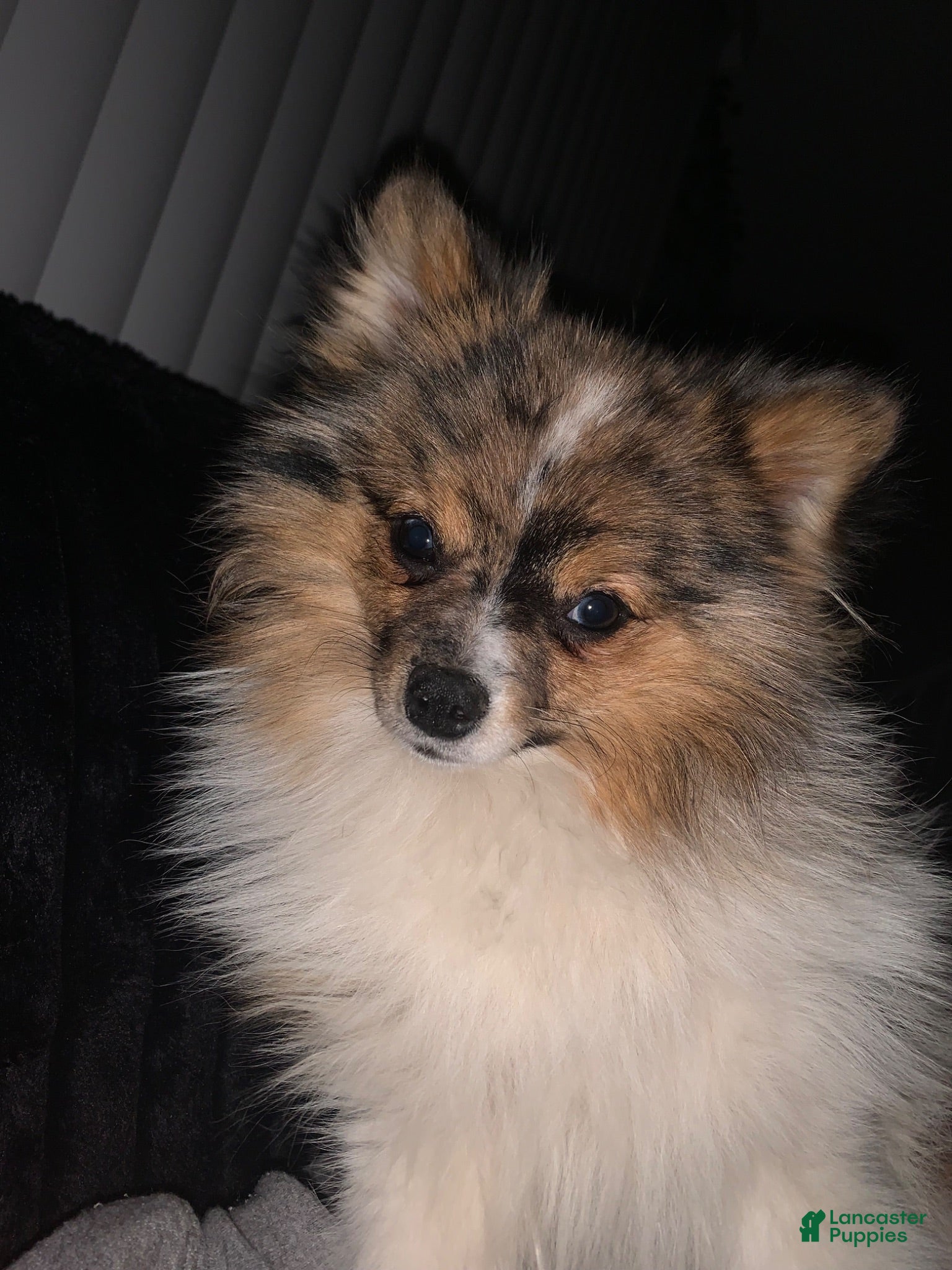 Pomeranian dogs Pomeranian 1 - Ad 14