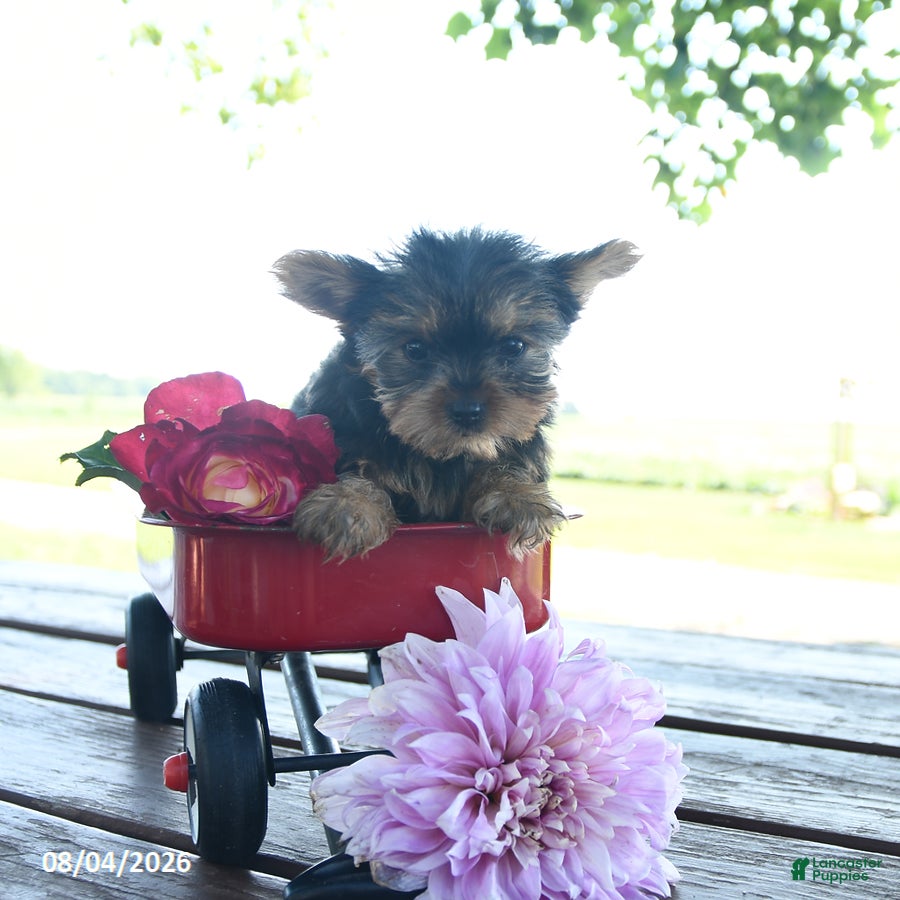 Yorkshire Terrier dogs Tessy - Ad 2