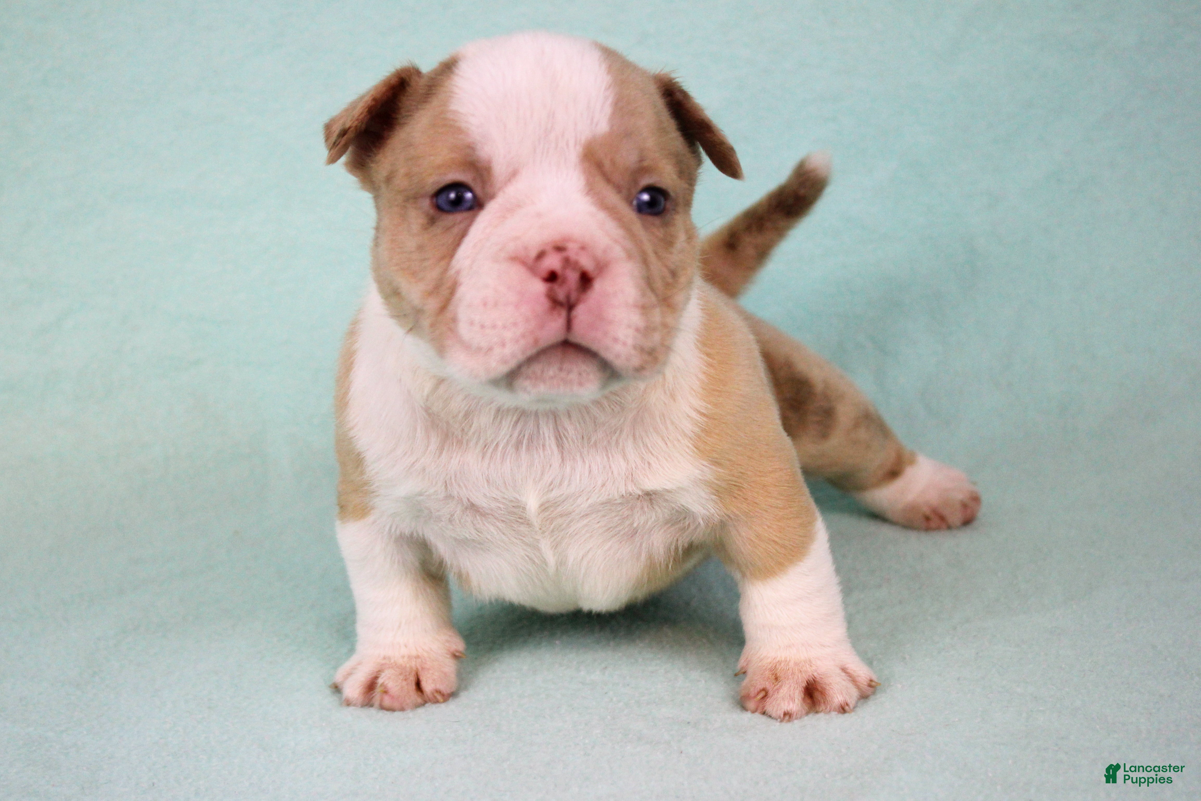 American Bully dogs Chocolate Merle Male - Ad 13