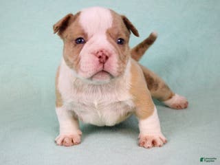 American Bully dogs Chocolate Merle Male - Ad 13