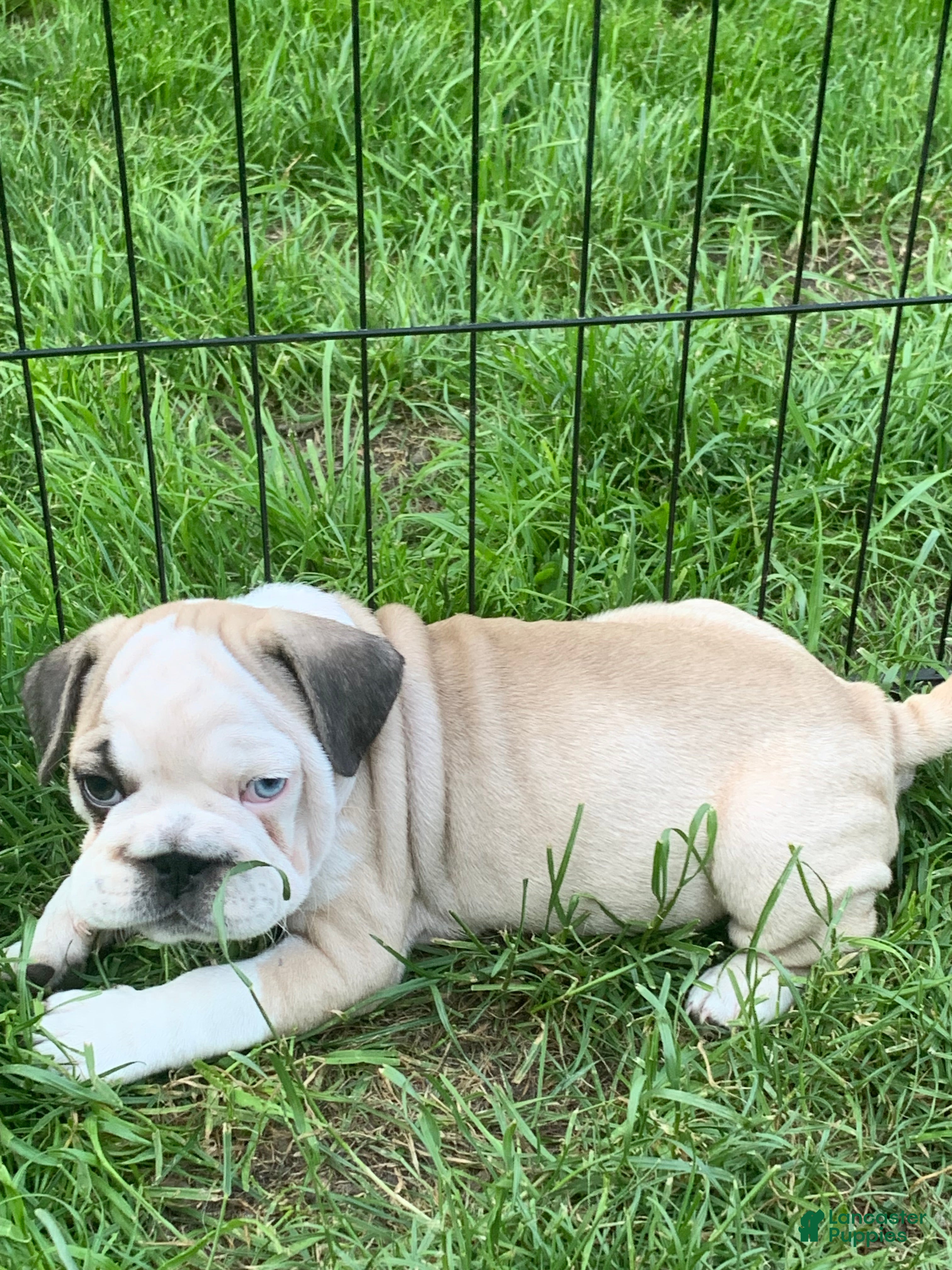 Frug dogs Patch - Ad 4