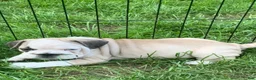 Frug dogs for sale: Patch - Ad 2