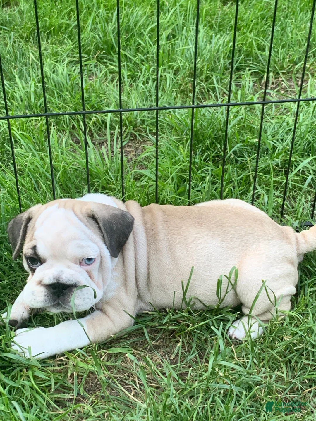 Frug dogs for sale: Patch - Ad 2