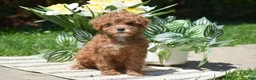 Miniature Poodle dogs for sale: Princess - Ad 1