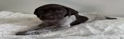 German Shorthaired Pointer dogs for sale: Angel - Ad 4