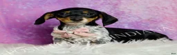 Miniature Dachshund dogs for sale: Dottie - Ad 4