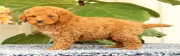 Cavapoo dogs for sale: Austin - Ad 4