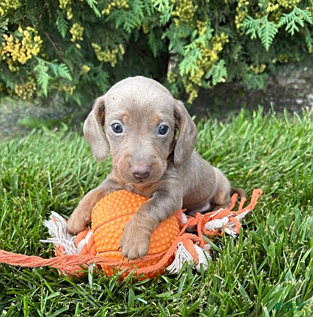 Miniature Dachshund dogs Briggs - Ad 1