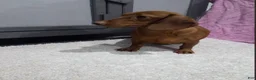 Miniature Dachshund dogs for sale: Misty - Ad 7