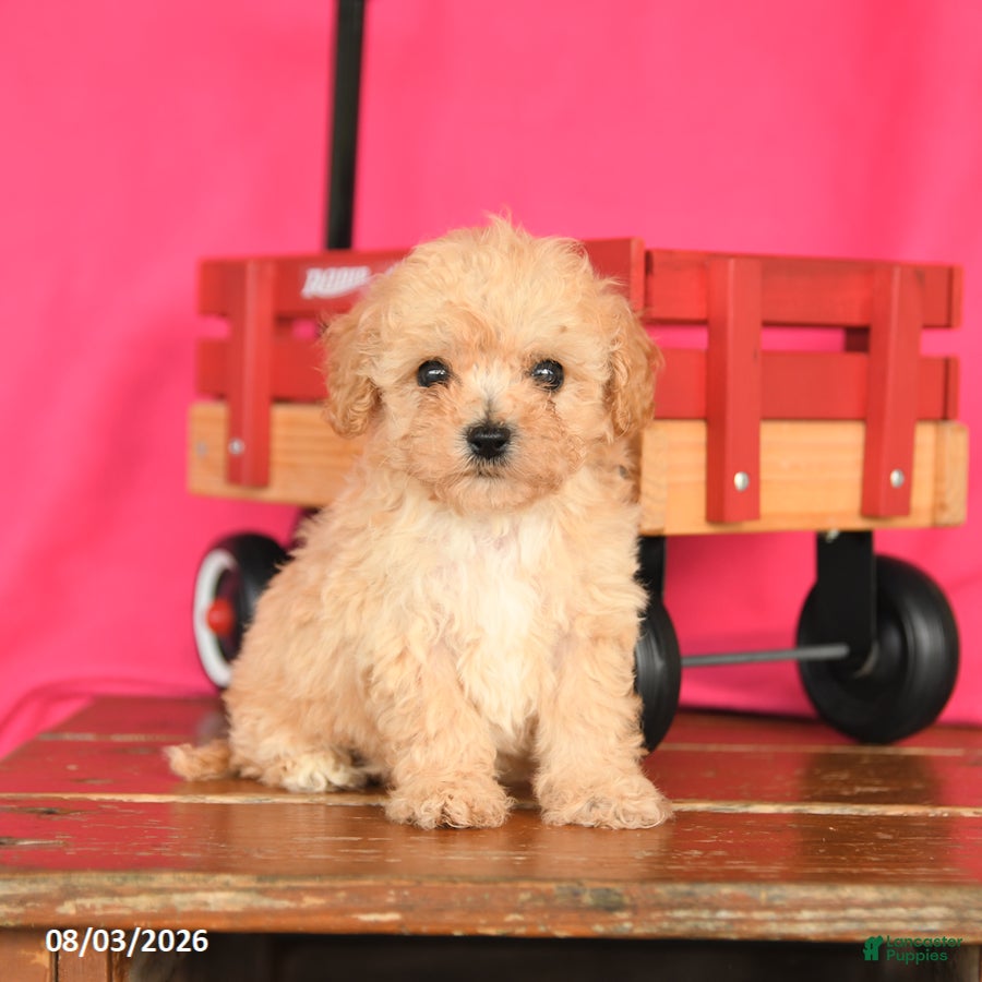 Toy Poodle dogs Tucker - Ad 1