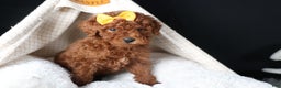Miniature Poodle dogs for sale: BUDDY - Ad 8