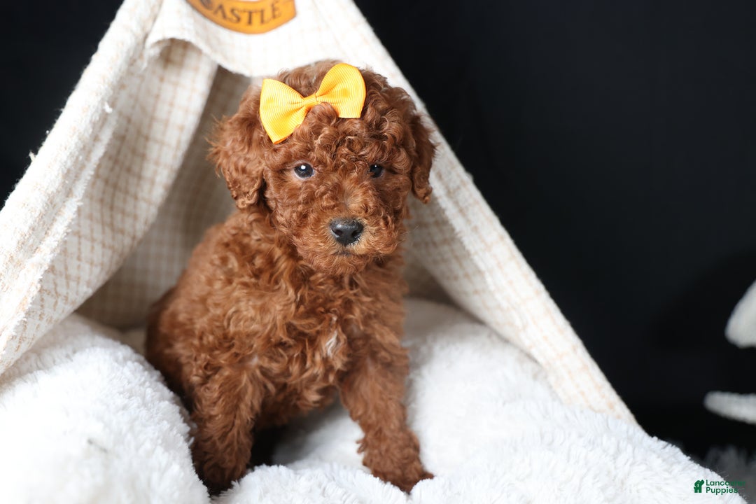 Miniature Poodle dogs for sale: BUDDY - Ad 8