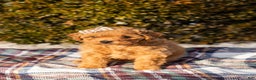 Miniature Labradoodle dogs for sale: Miniature Labradoodle Puppy 1 - Ad 1