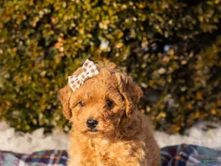 Miniature Labradoodle dogs Miniature Labradoodle Puppy 1 - Ad 17