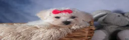 Bichon Frise dogs for sale: Dorria - Ad 14
