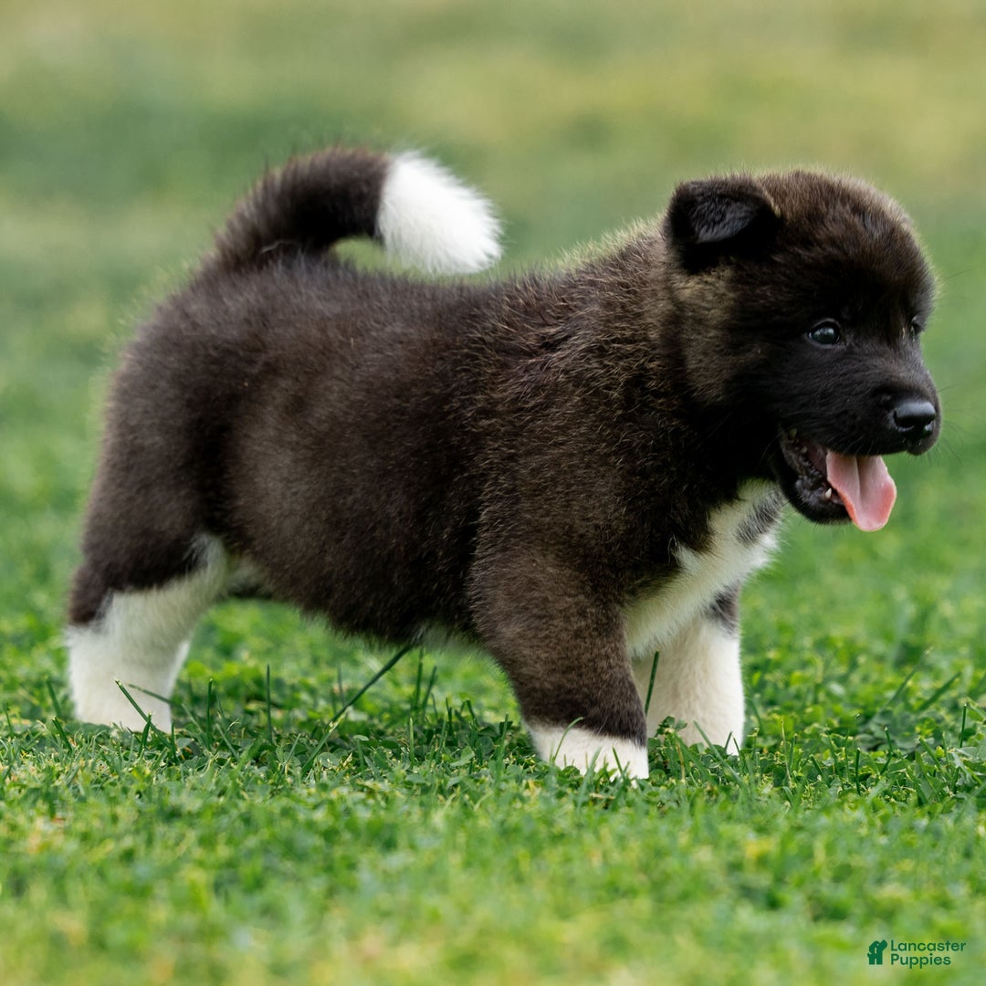 Akita dogs for sale: Tank - Ad 6
