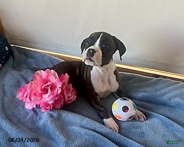 Boxer dogs Samantha - Ad 2