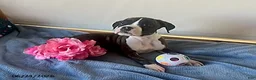 Boxer dogs for sale: Samantha - Ad 2