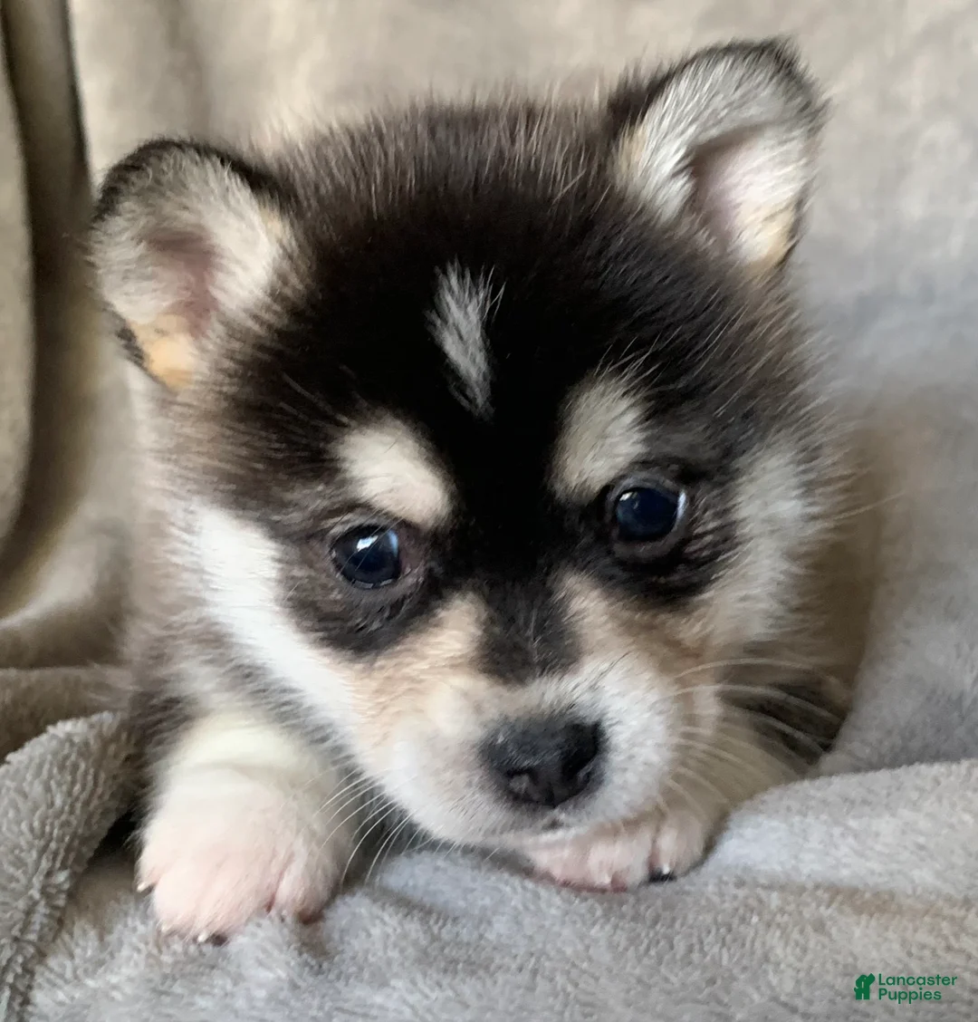 Alaskan Klee Kai dogs for sale: Tiny 2 lbs Cutie~ PEBBLE~!!! - Ad 9