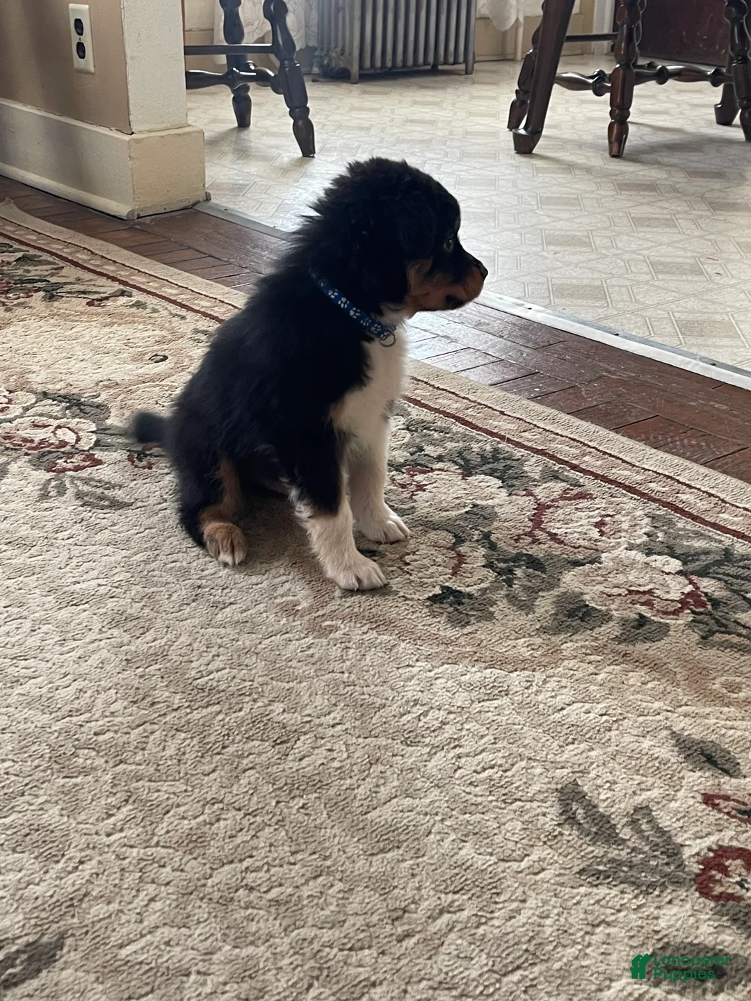 Australian Shepherd dogs for sale: Archer - Ad 28
