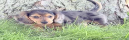Miniature Dachshund dogs for sale: Cooper - Ad 3