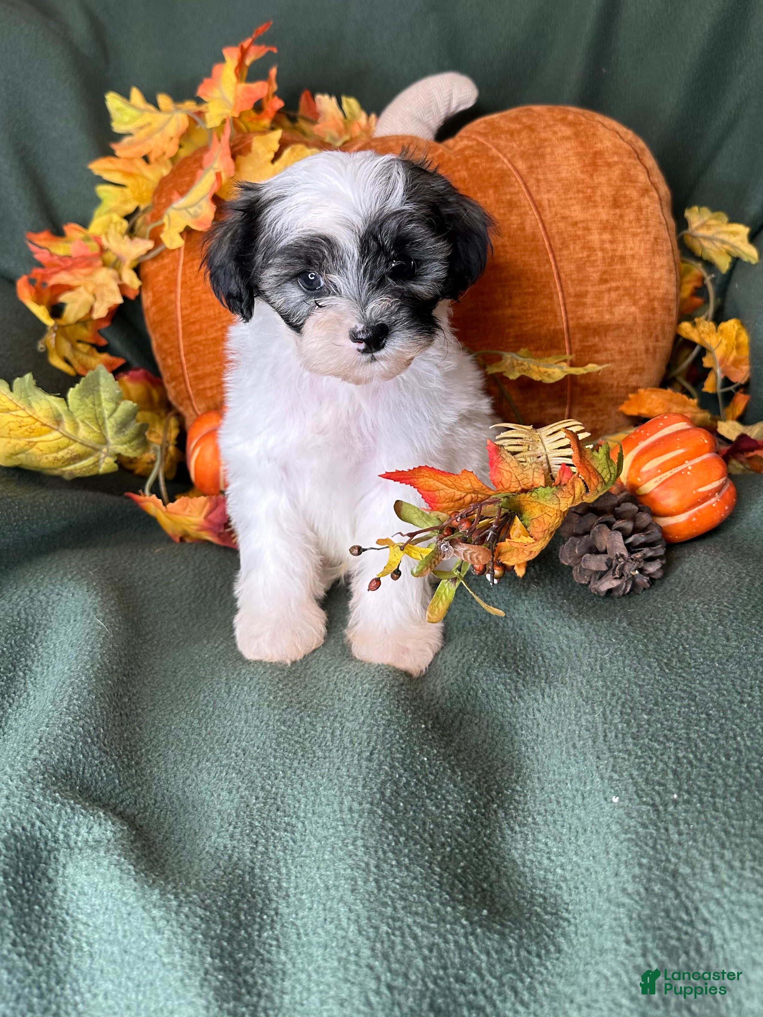 Shihpoo dogs Lemon - Ad 19