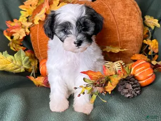 Shihpoo dogs Lemon - Ad 15