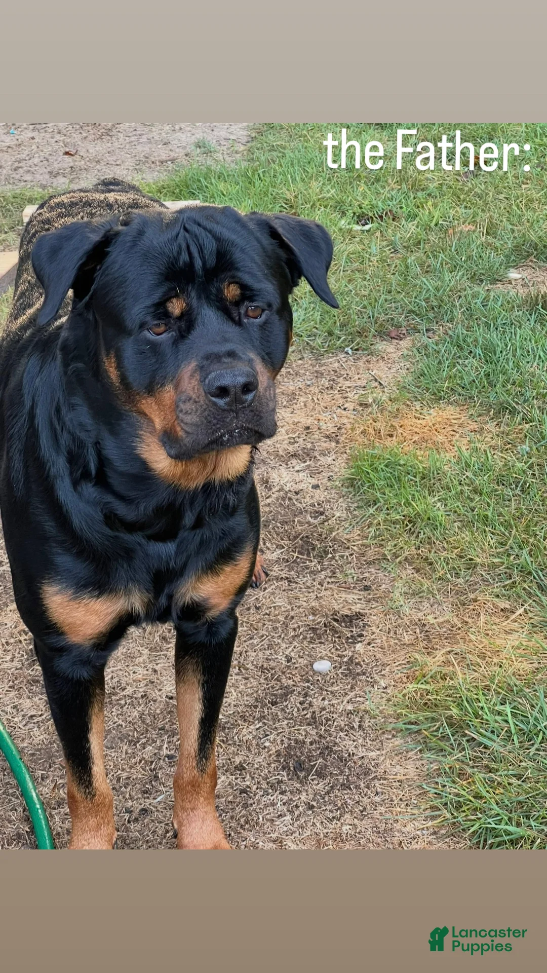 Rottweiler dogs for sale: Lucy - Ad 6