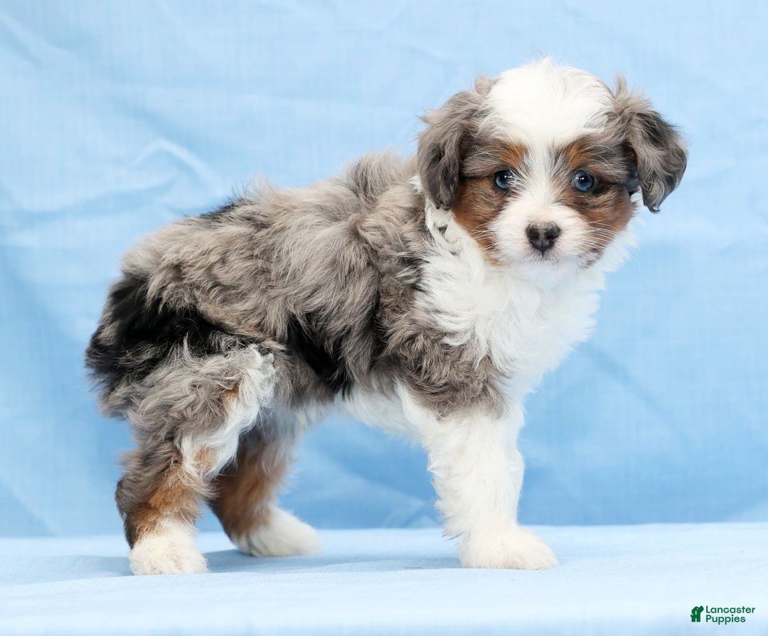 Mini Aussiedoodle dogs for sale: Wyatt - Ad 5