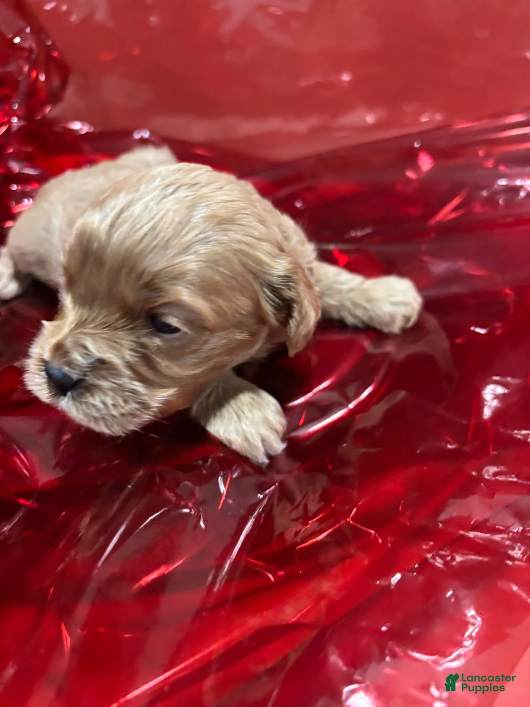Cockapoo dogs for sale: Pheonix - Ad 2