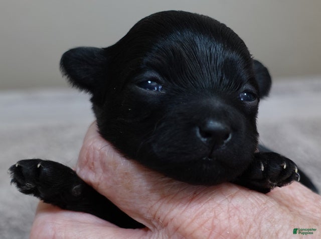 Maltipoo dogs Emersyn - Ad 18