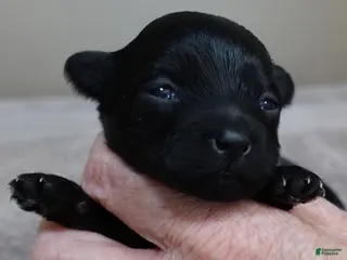 Maltipoo dogs Emersyn - Ad 18