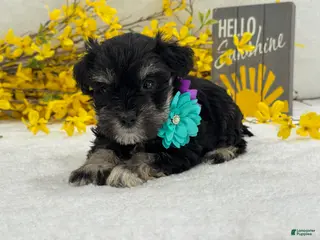 Miniature Schnauzer dogs Nova Female 2 - Ad 39