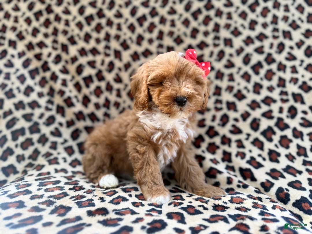 Cavapoo dogs for sale: Mercedes  - Ad 2