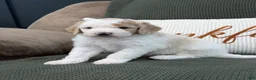 Goldendoodle dogs for sale: Canyon - Ad 2