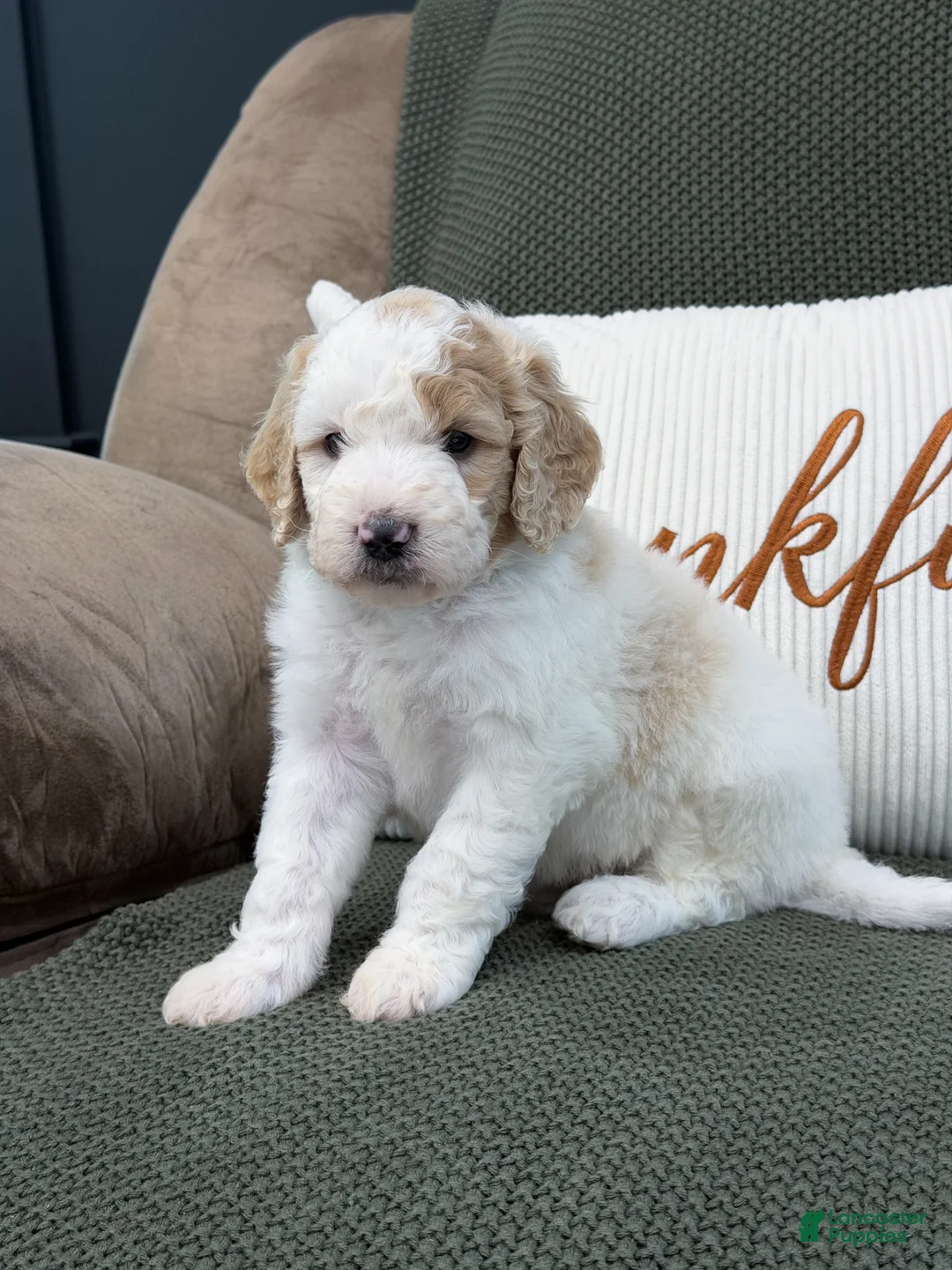Goldendoodle dogs for sale: Canyon - Ad 2