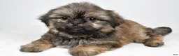 Shih Tzu dogs for sale: Quinton - Ad 3