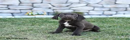 German Shorthaired Pointer dogs for sale: Thor - Ad 5