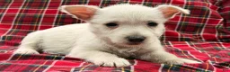 West Highland Terrier dogs for sale: Makayla - Ad 5