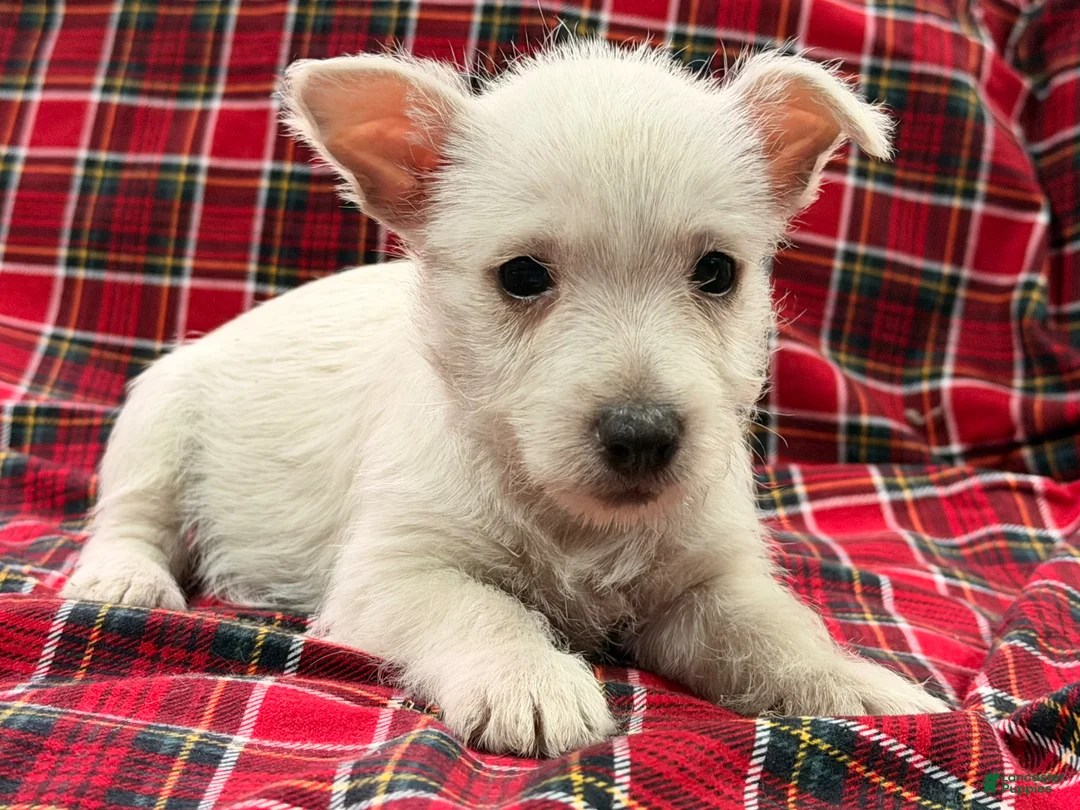 West Highland Terrier dogs for sale: Makayla - Ad 5