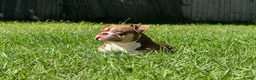 American Bully dogs for sale: Blue - Ad 5