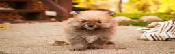 Pomeranian dogs for sale: Ben - Ad 4