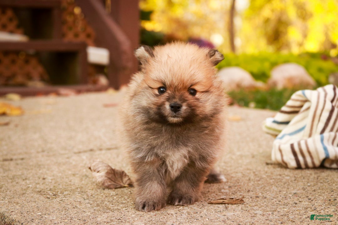 Pomeranian dogs for sale: Ben - Ad 4