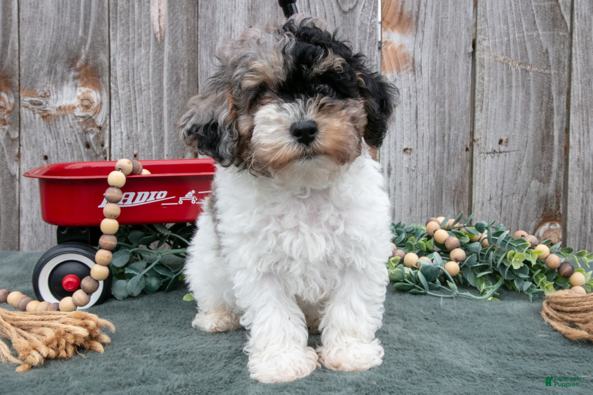 Toy Poodle dogs Preston - Ad 2