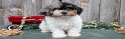 Toy Poodle dogs for sale: Preston - Ad 2