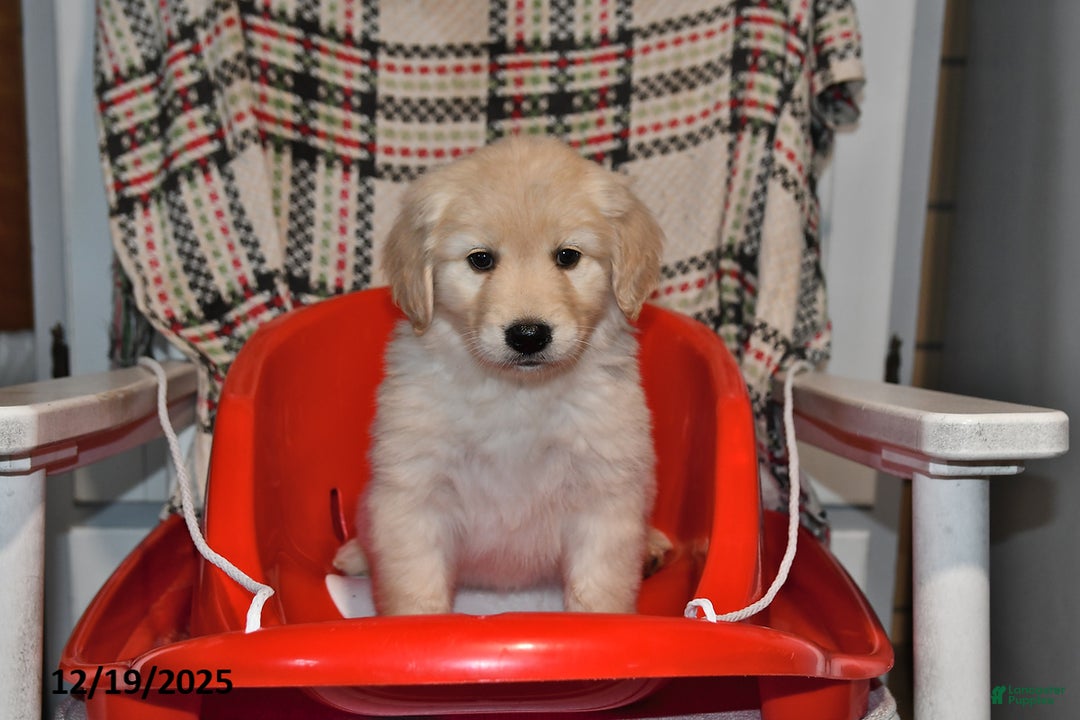 Mixed Breed dogs for sale: Annie - Ad 1