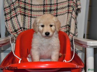 Mixed Breed dogs Annie - Ad 40